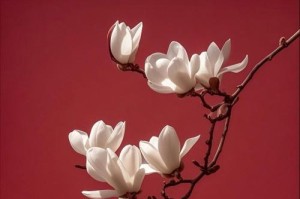 《玉堂春花的养护全攻略》（打造美丽花海，从玉堂春花开始）