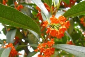 了解桂花树的喜好，让它在阳光和阴影之间舒适生长（了解桂花树的喜好，让它在阳光和阴影之间舒适生长）
