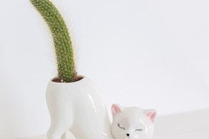 土与猴尾仙人柱（探寻猴尾仙人柱与土之间的神奇关系）