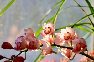 大花慧兰花叶子打卷的处理方法（了解打卷原因，掌握正确处理方式）
