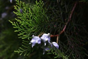 探秘神奇的柏科植物世界（从多样性、生态价值到文化涵义）