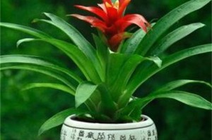 以红运当头，如何土养？（用土养活红运，开创自己的幸福之路）