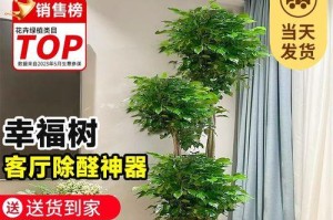 平安树——室内甲醛吸收的得力助手