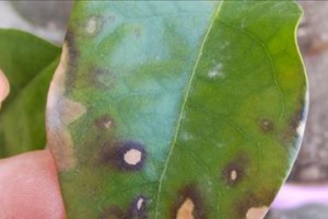 幸福树白斑病防治全攻略（幸福树白斑病的症状、原因、治疗和预防方法一览）