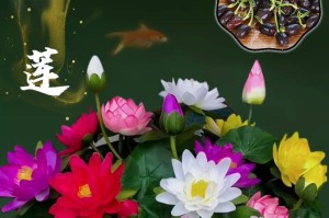睡莲插瓶的艺术之美（唤醒水中花海的居家装饰）