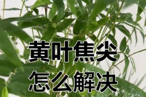 水竹子黄叶如何处理（有效方法让水竹子恢复绿意）