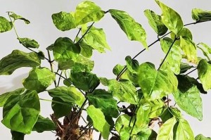 茉莉养护指南（打造繁花似锦的茉莉园）