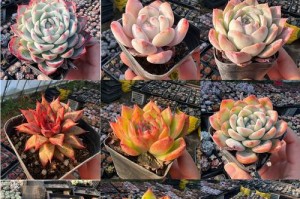 《以多肉静夜怎么养》（培养多肉植物的基本要点与技巧）