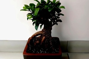嫁接榕树盆景的养护之道（打造健康繁茂的榕树盆景美化家居环境）