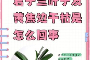 墨兰叶子发黄的原因及解决方法（探究墨兰叶子变黄的因素以及如何应对）
