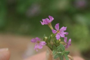 细叶雪茄花修枝技巧（打造理想形态，提升观赏价值）