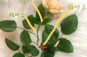 如何解决月季花叶发白问题（绿叶恢复生机，月季花重焕色彩）