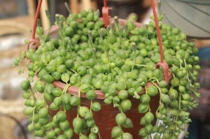 佛珠花繁殖秘籍（佛珠花繁殖技巧、步骤、关键点解析，助您成为佛珠花栽培专家！）