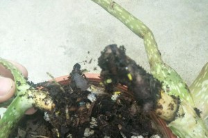 如何准确识别芦荟是否为烂根？（详细讲解芦荟的烂根特征和识别方法）