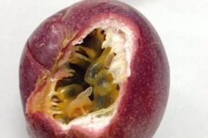 百香果熟透了可食用吗？（探究百香果的成熟及食用方法）