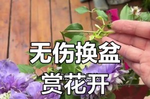 花的换盆技巧及注意事项（打造健康美丽的花盆，享受花卉的繁华）