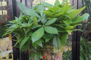 送领导盆栽，用心传递美好（打造绿色办公环境，增添生活品质）