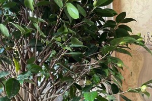 茶花树叶发黄掉叶的原因与解决方法（茶花树叶发黄掉叶的急救措施与长期养护方法）