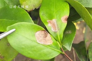 培养茶花的技巧与方法（以刚栽的茶花如何养护）