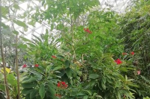 彭珊瑚花的室内室外养护指南（打造鲜艳绚丽的彭珊瑚花园，）