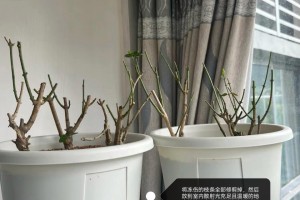 如何挽救双色茉莉叶子的萎蔫（解决双色茉莉叶子萎蔫问题的有效方法）