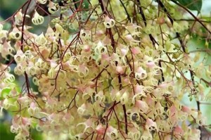 广西花卉种植推荐（以热带、喜温、易养的花卉为主要推荐种类）