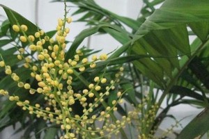 如何正确处理以秀珍椰子开花后的情况（秀珍椰子开花处理方法及关键事项）