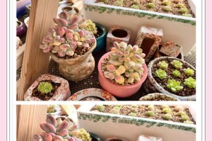 多肉植物出锦养护大全（掌握关键技巧，打造华丽多肉花园）