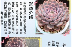 如何正确养护弗洛瑞安娜多肉？（打造一个健康美丽的多肉植物！）