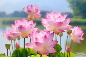 四季莲花的养护与培育技巧（打造四季盛开的美丽花园，从四季莲花开始）