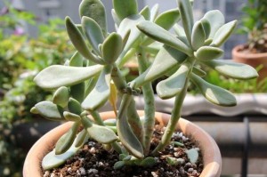 如何科学浇水以保持以冬美人的生长健康（掌握浇水技巧，让以冬美人焕发生机）