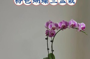 花语诉我心声——代表爱意的花卉（一朵花，一份情，一生爱意；爱你，就要送你这些花）