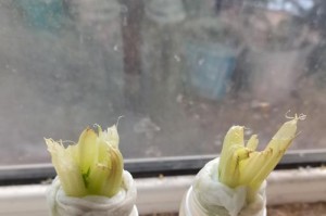 水培生根后上盆的养护要点（掌握关键技巧让植物健康成长）