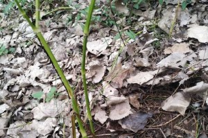 东北野生芹菜繁殖的方法与技巧（保护生态，合理繁殖，助力野生芹菜保护）
