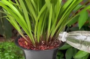 以水养兰草的方法与技巧（水培兰草的养殖步骤及关键要点）