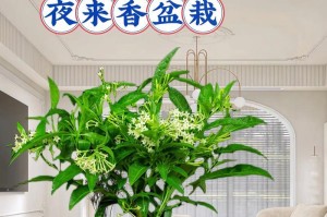 以夜来香开花后的修枝技巧（掌握正确的修剪方法，让夜来香更加健壮）