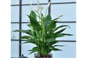 深入了解红掌和白掌，帮你决定应该选择哪一个。（深入了解红掌和白掌，帮你决定应该选择哪一个。）