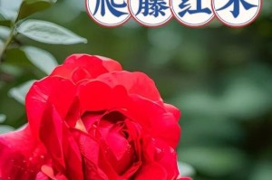 探讨红木香花期及其养护方法（了解红木香开花时间，养花小知识不容错过）