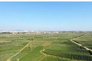 探究广西百色地区种植樱桃的可行性（从气候、土壤、品种等方面分析百色地区樱桃栽培情况）