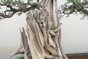 以刺柏做盆景的美丽与艺术价值（探索刺柏盆景的魅力与技巧）
