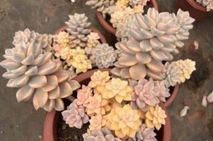 秋香多肉的全方位养护指南（打造完美的多肉花园，助你事半功倍）
