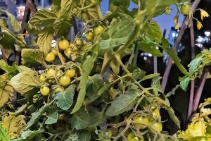 小番茄开花困难怎么办？（解决小番茄开花困难的有效方法）
