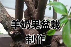 果树盆栽技术（从选择品种到灌溉管理，打造居家果园）