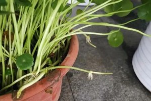 植物叶尖叶子萎缩发黄原因及治疗方法
