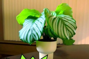 苹果竹芋冬天的生长状况（苹果竹芋在寒冷冬季的适应能力和保护方法）