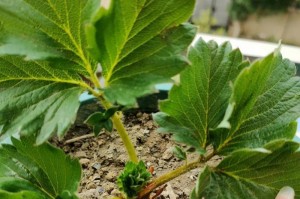 草莓开花后的科学施肥方法（优化生长环境，让草莓开花更美丽）