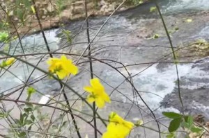 《以迎春花为主题的花卉欣赏与养护》（春意盎然、芬芳四溢，了解迎春花，尽享春日美好）