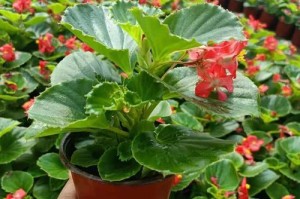 四季海棠的种植技巧与养护方法（打造美丽花园的首选植物，四季海棠如何种植与管理）