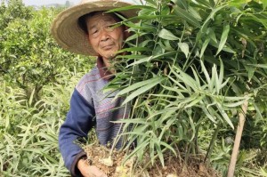 黄精亩产量及如何提高产量（从土壤到栽培管理，打造高产优质黄精）