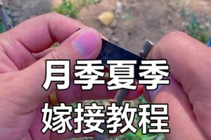 如何正确修剪月季花枝（掌握关键技巧让花枝更美）